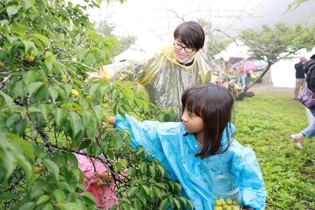 梅子節國姓梅香秘境親子採梅去 共享敲梅、客家餐趣